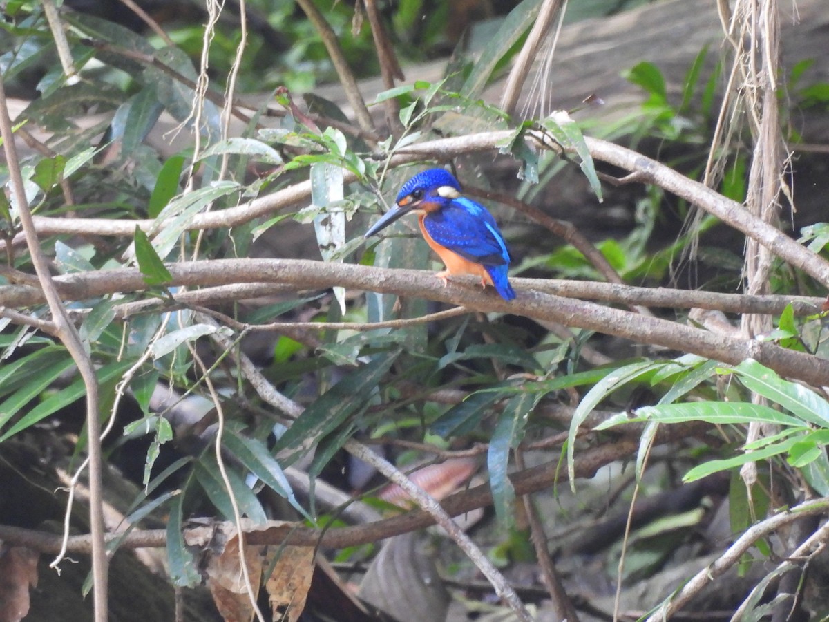 Blue-eared Kingfisher - ML651034768