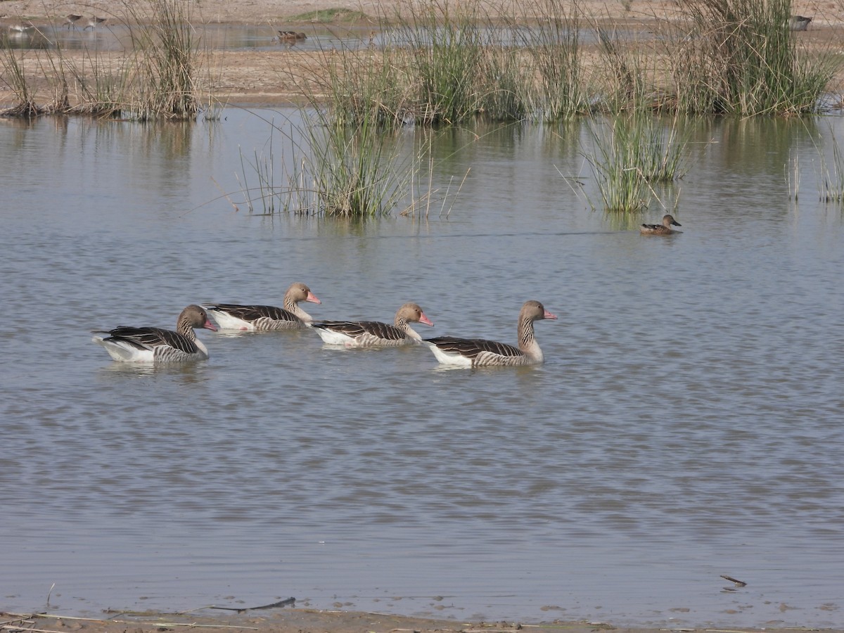 Graylag Goose - ML651034771