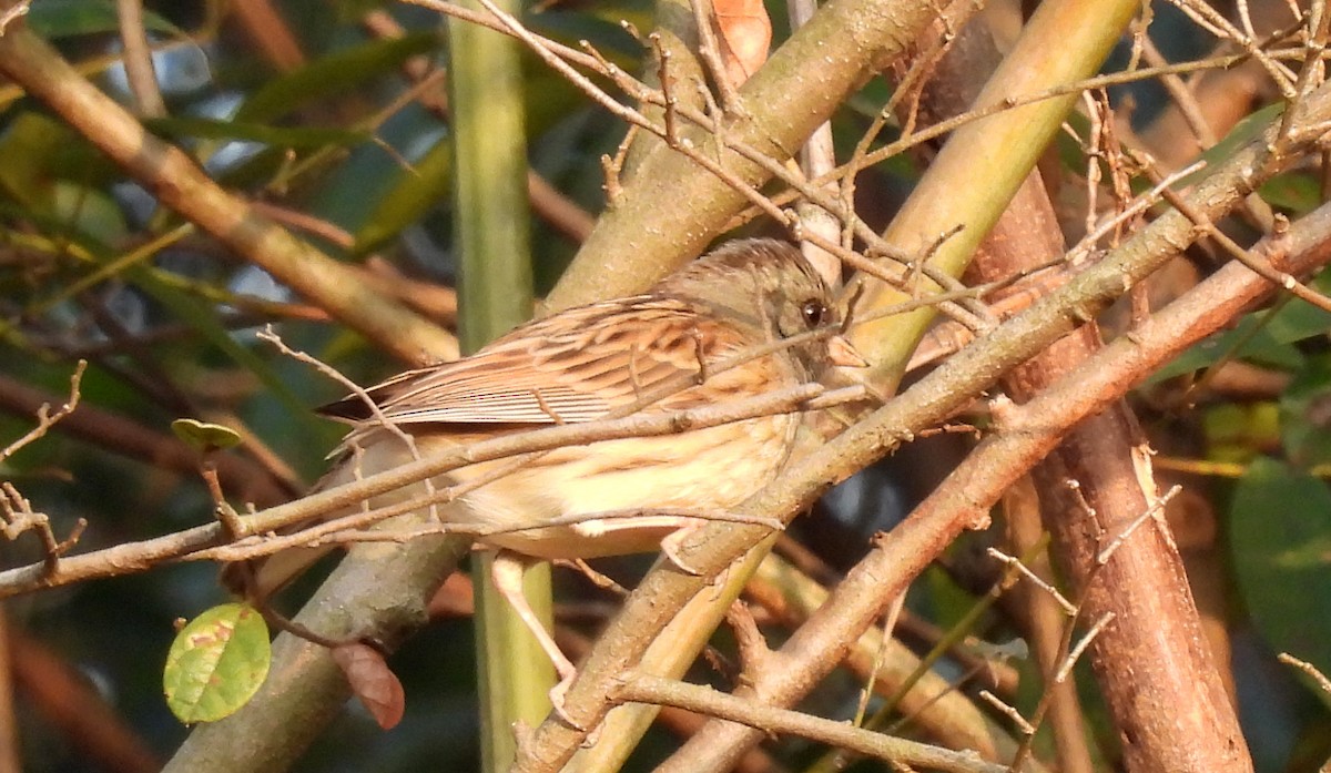 Black-faced Bunting - ML651034772
