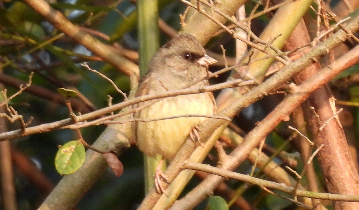 Black-faced Bunting - ML651034773