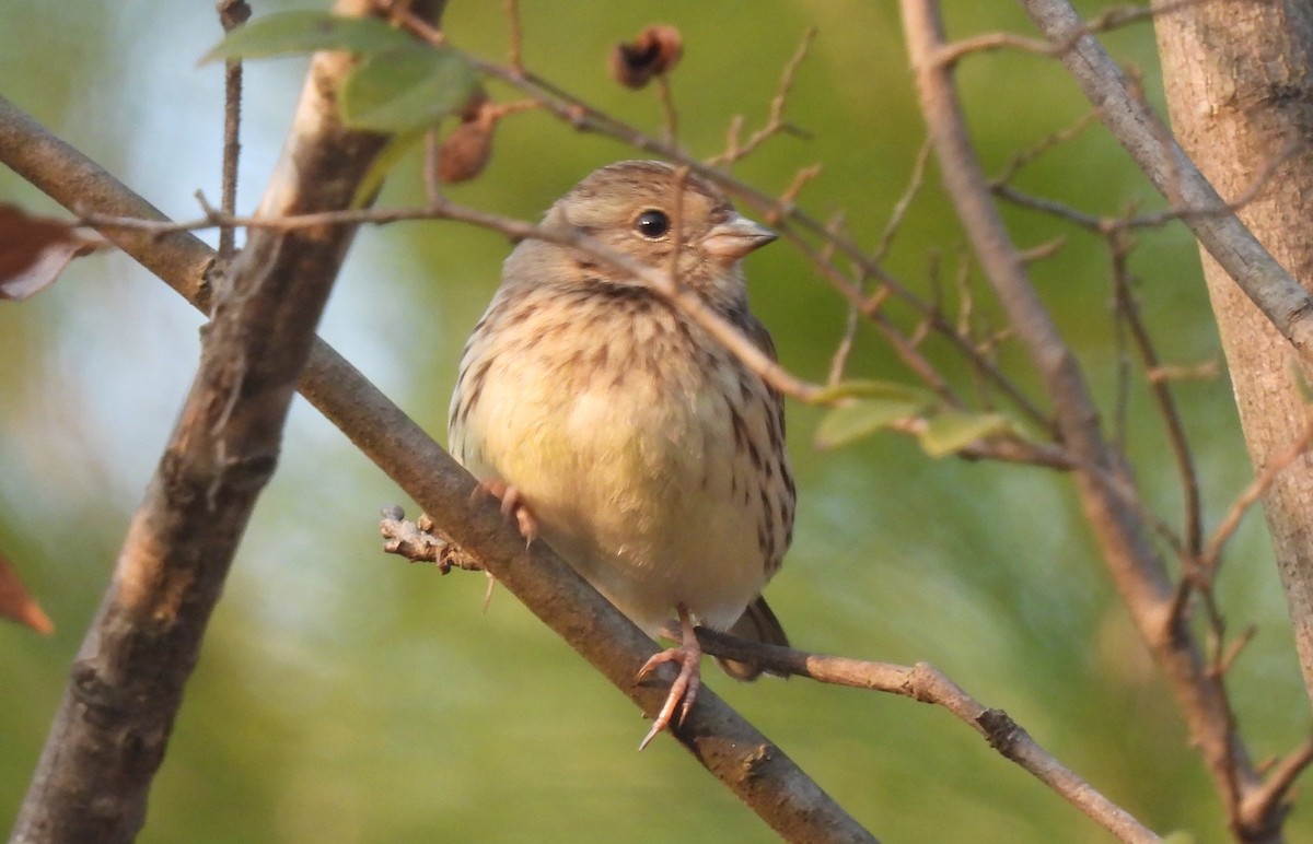 Black-faced Bunting - ML651034774