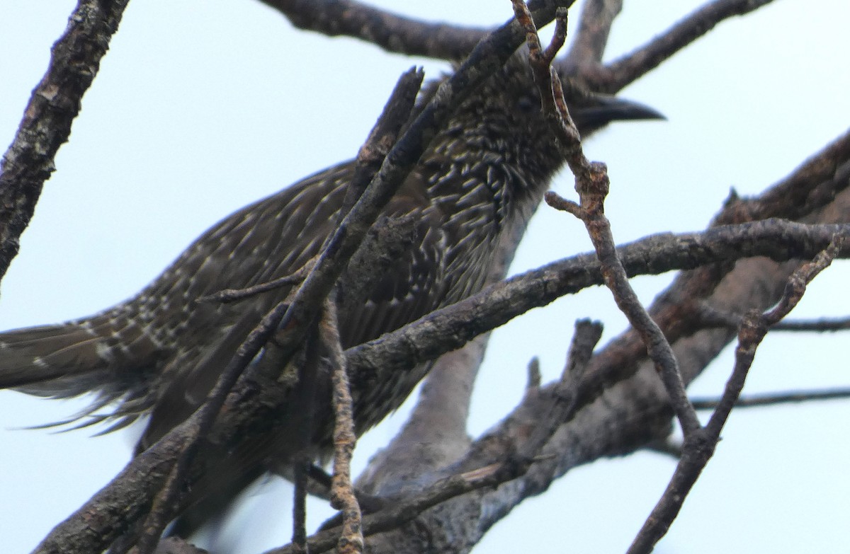 Little Wattlebird - ML651034775
