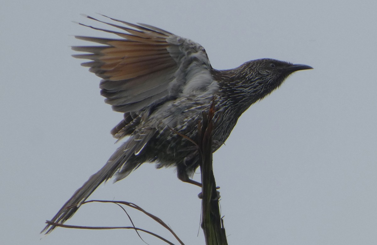Little Wattlebird - ML651034776