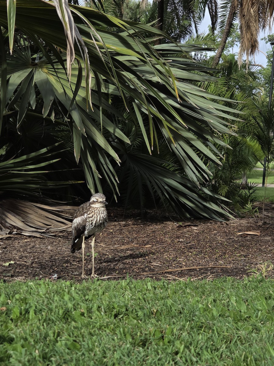Bush Thick-knee - ML651034777