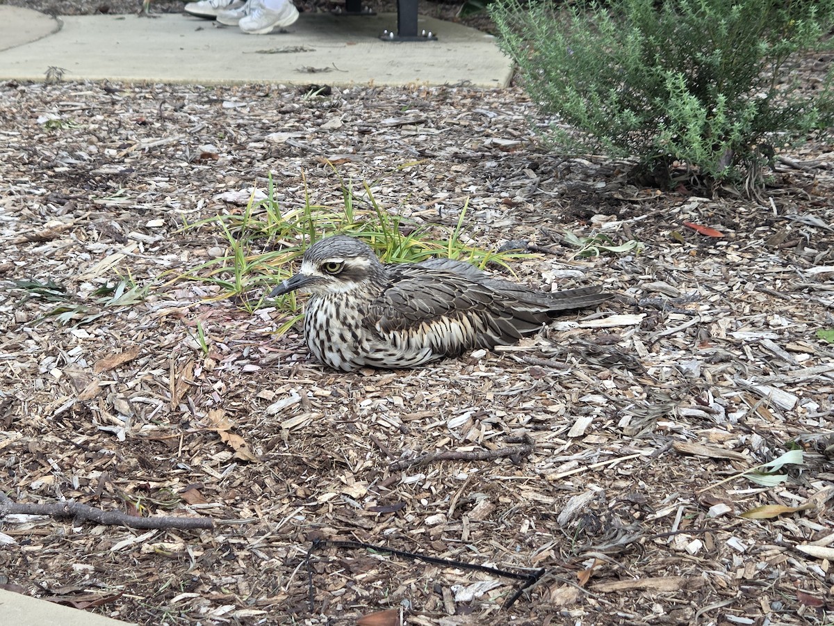 Bush Thick-knee - ML651034778
