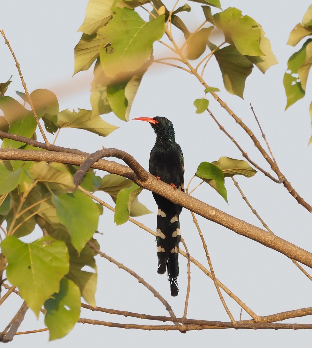 Green Woodhoopoe - ML651035094