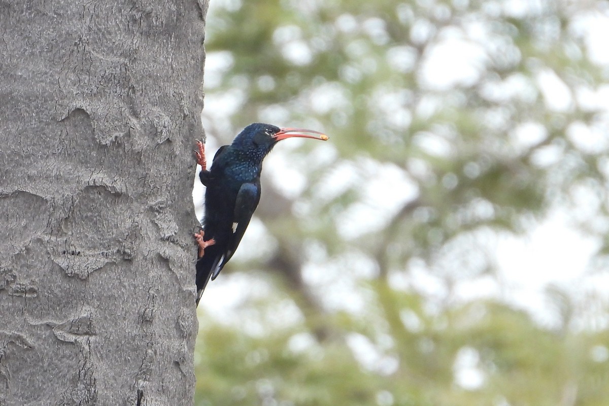 Green Woodhoopoe - ML651035156