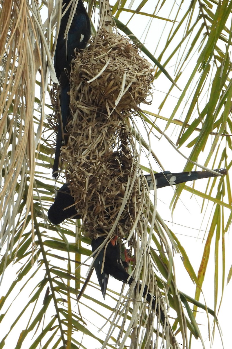 Green Woodhoopoe - ML651035157