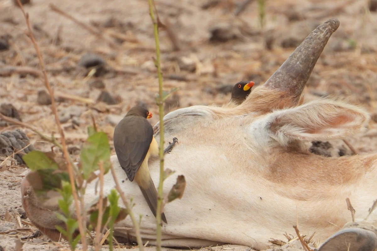 Yellow-billed Oxpecker - ML651035356
