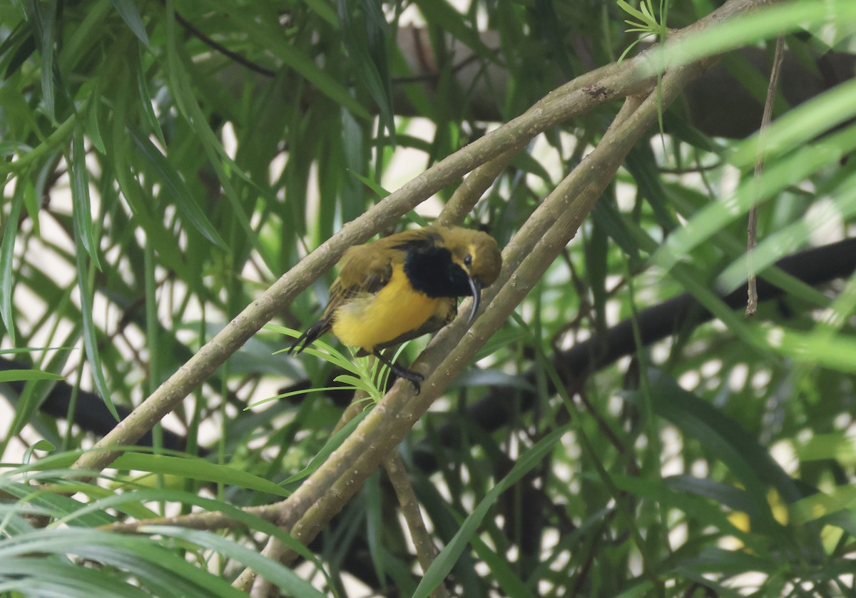 Sahul Sunbird - ML651035594