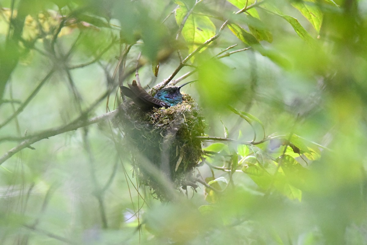 talassinkolibri - ML651035755