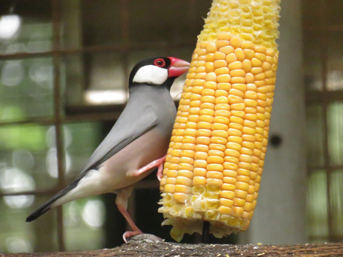 javarisfugl - ML651035756