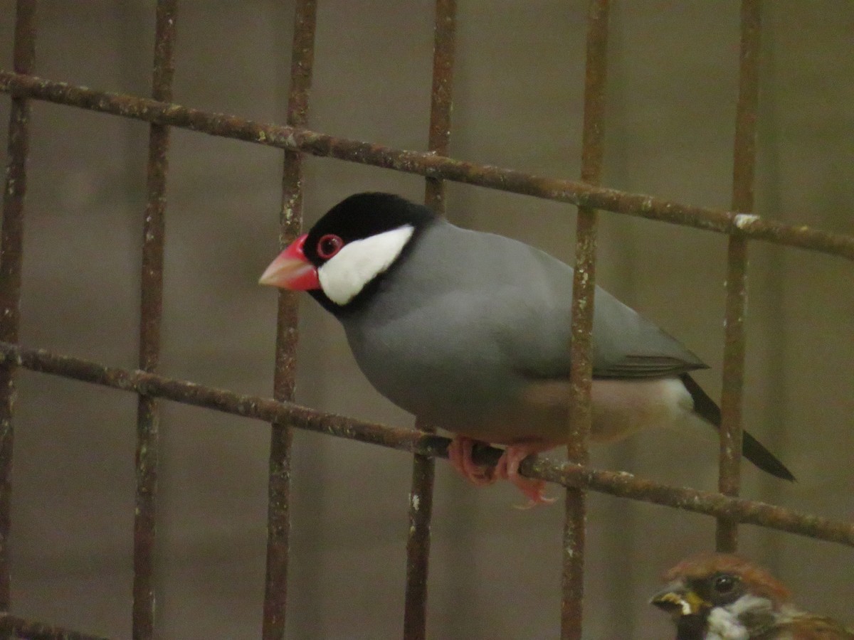 javarisfugl - ML651035757