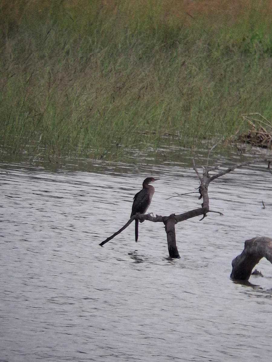 langstjertskarv - ML651035758