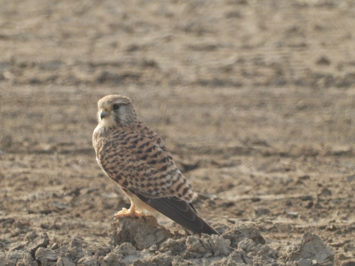 tårnfalk - ML651035760