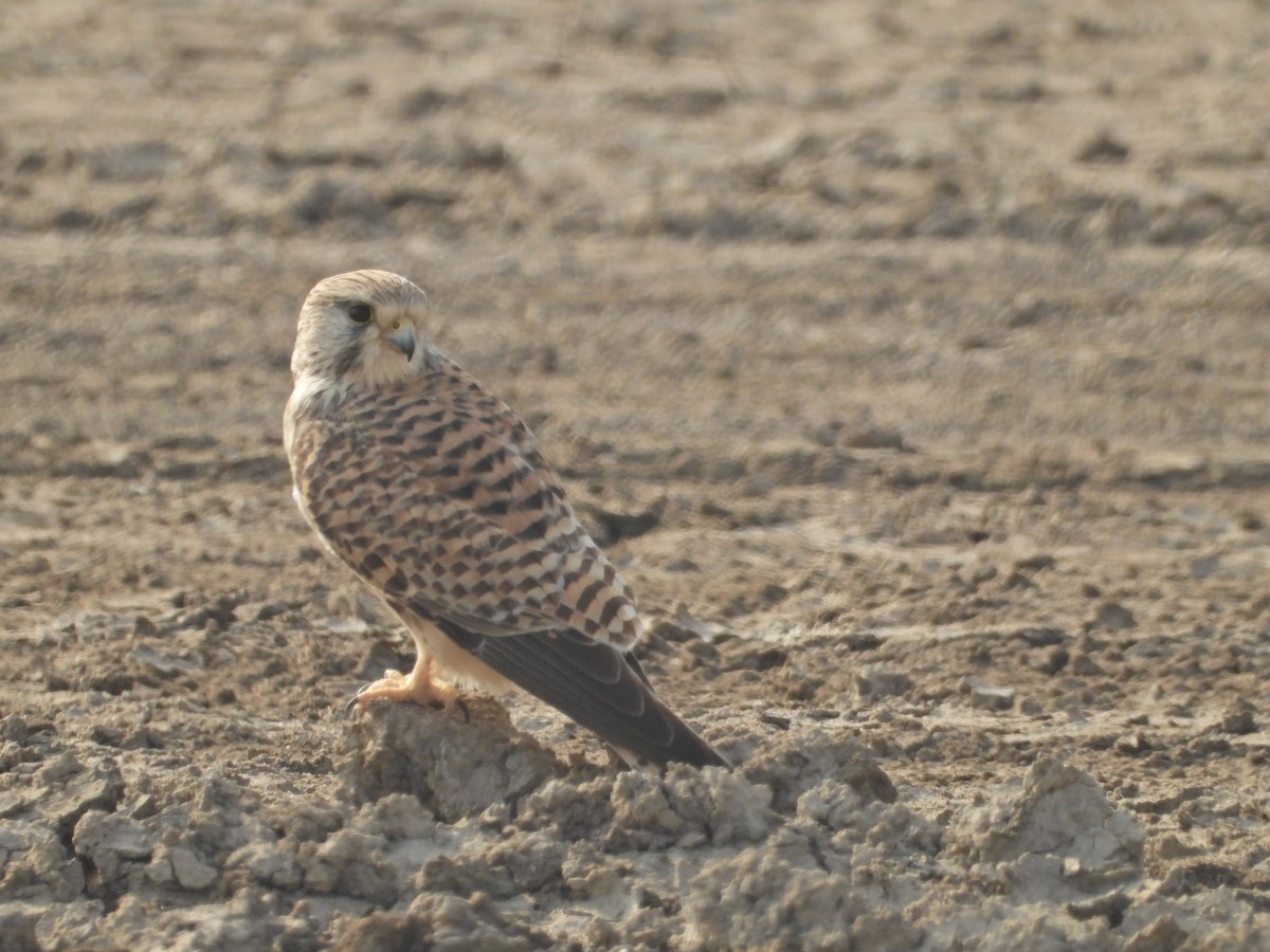 tårnfalk - ML651035762