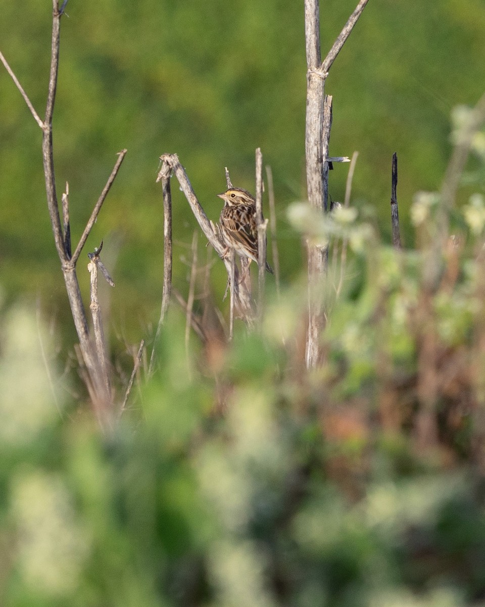 musespurv - ML651035763