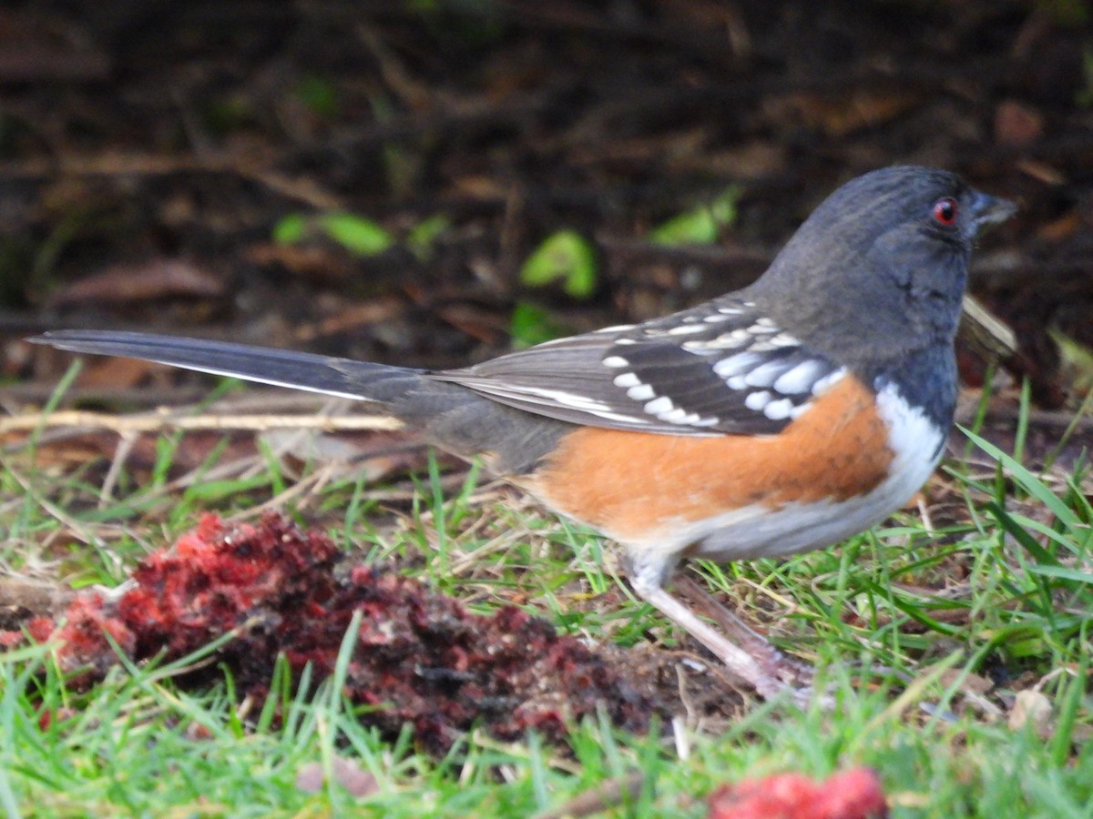 flekktovi (maculatus gr.) - ML651035764