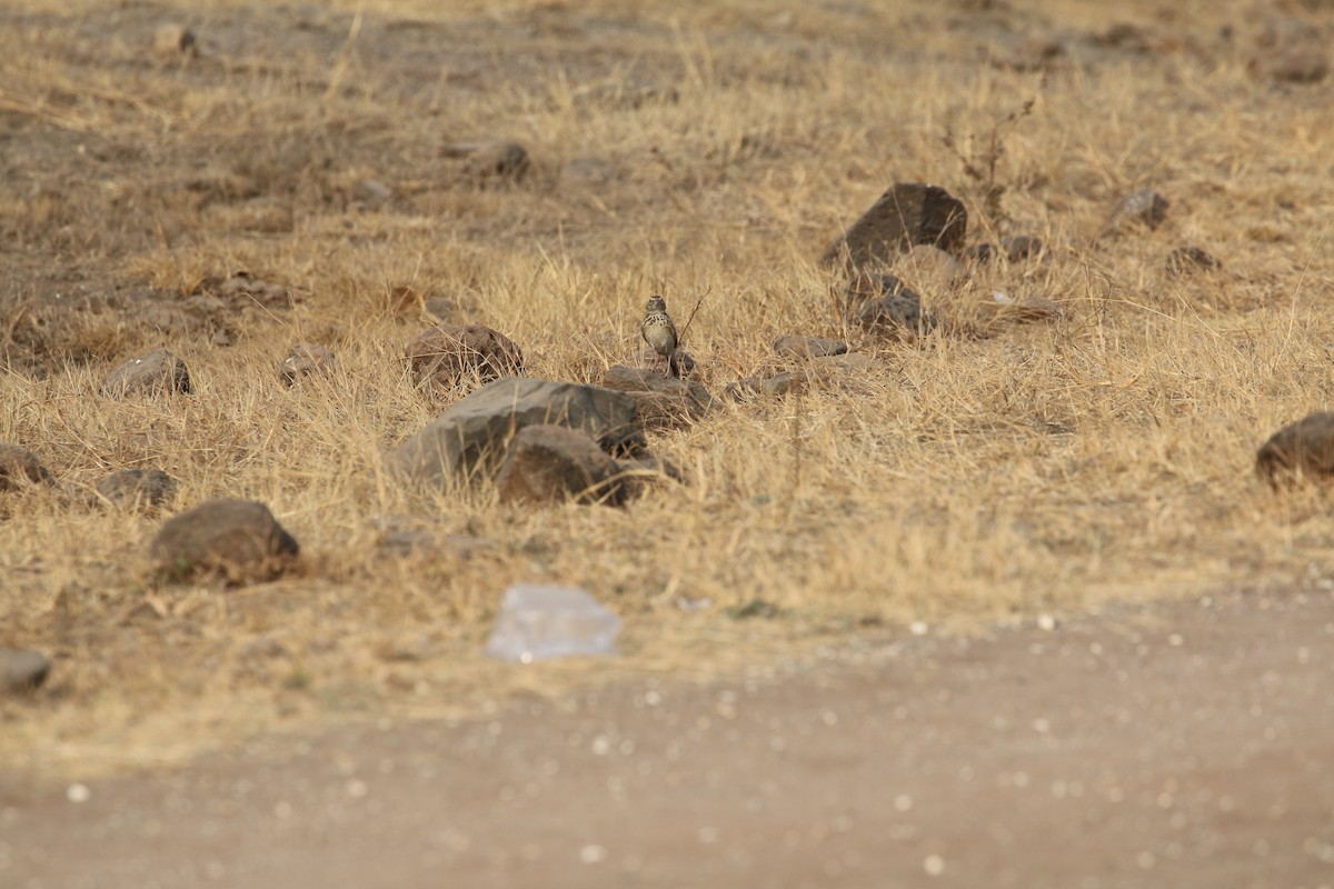 busklerke - ML651035766