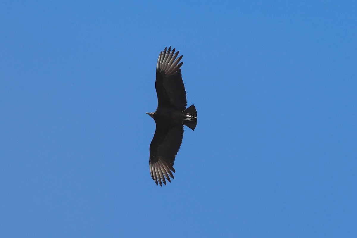 svartkondor - ML651035767