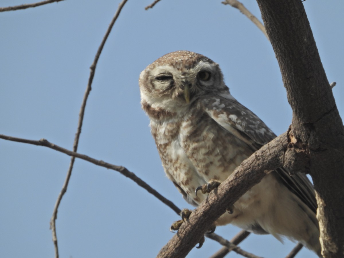 tempelugle - ML651035768