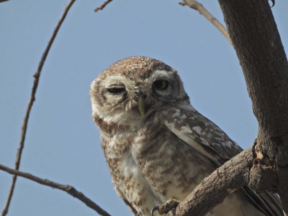 tempelugle - ML651035769