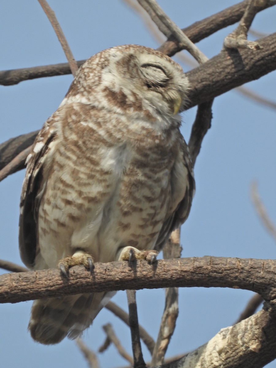 tempelugle - ML651035770