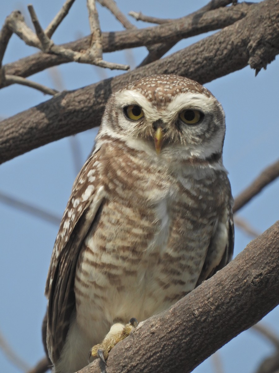 tempelugle - ML651035772