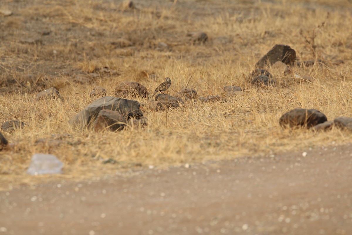 busklerke - ML651035777