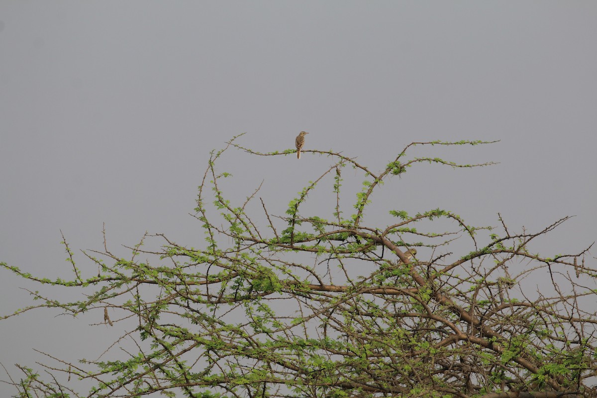 busklerke - ML651035778