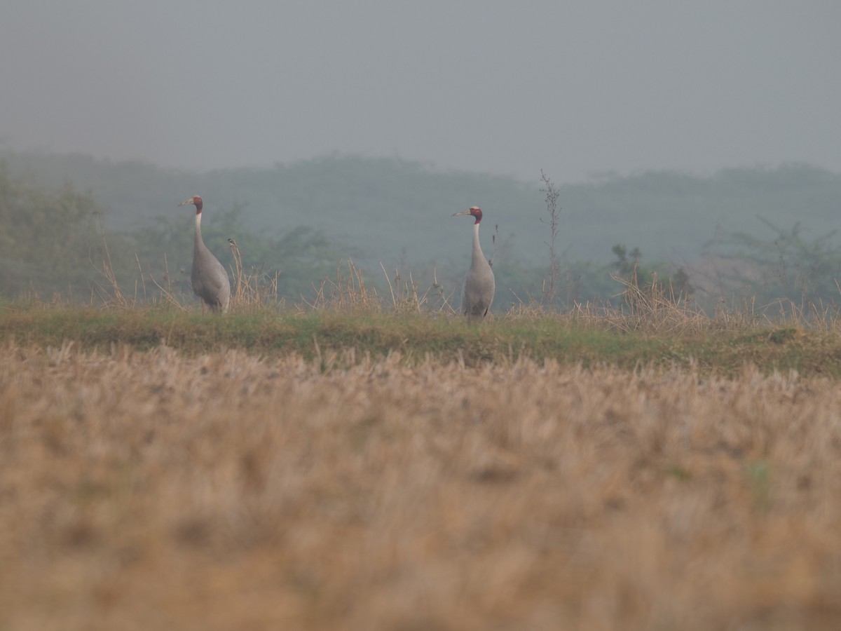 sarustrane - ML651035781