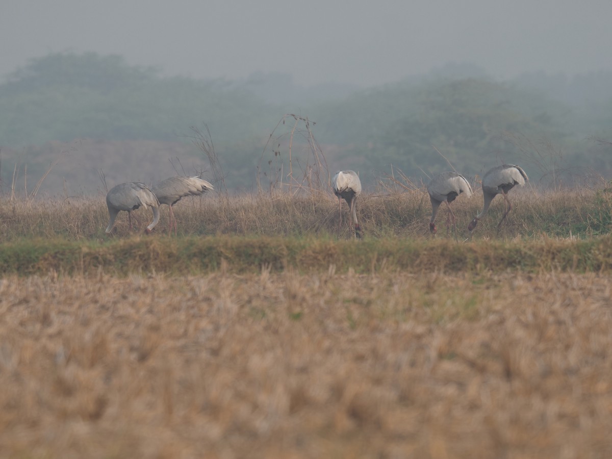 sarustrane - ML651035782