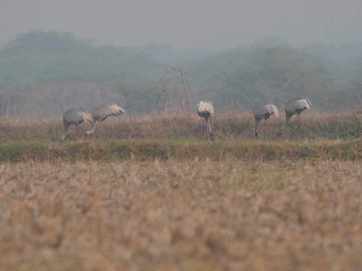 sarustrane - ML651035783