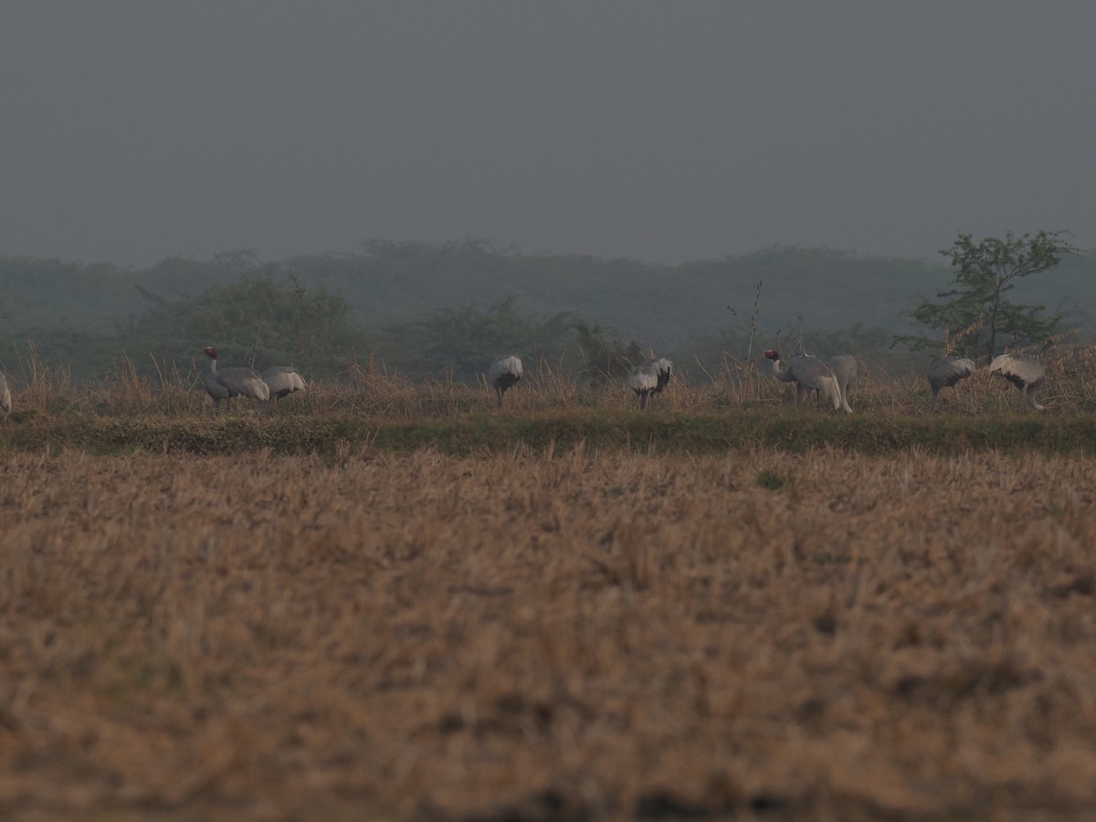 sarustrane - ML651035784