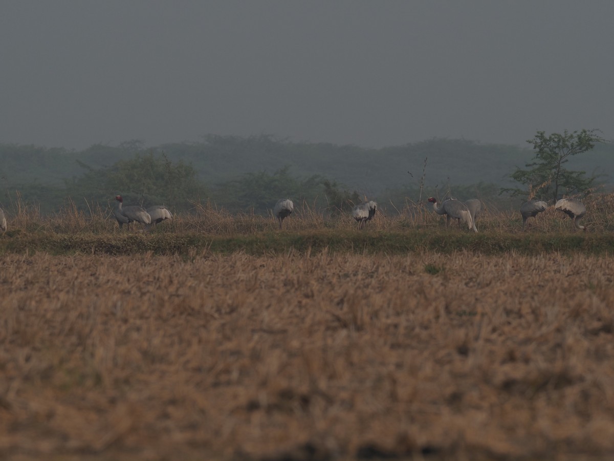 sarustrane - ML651035785