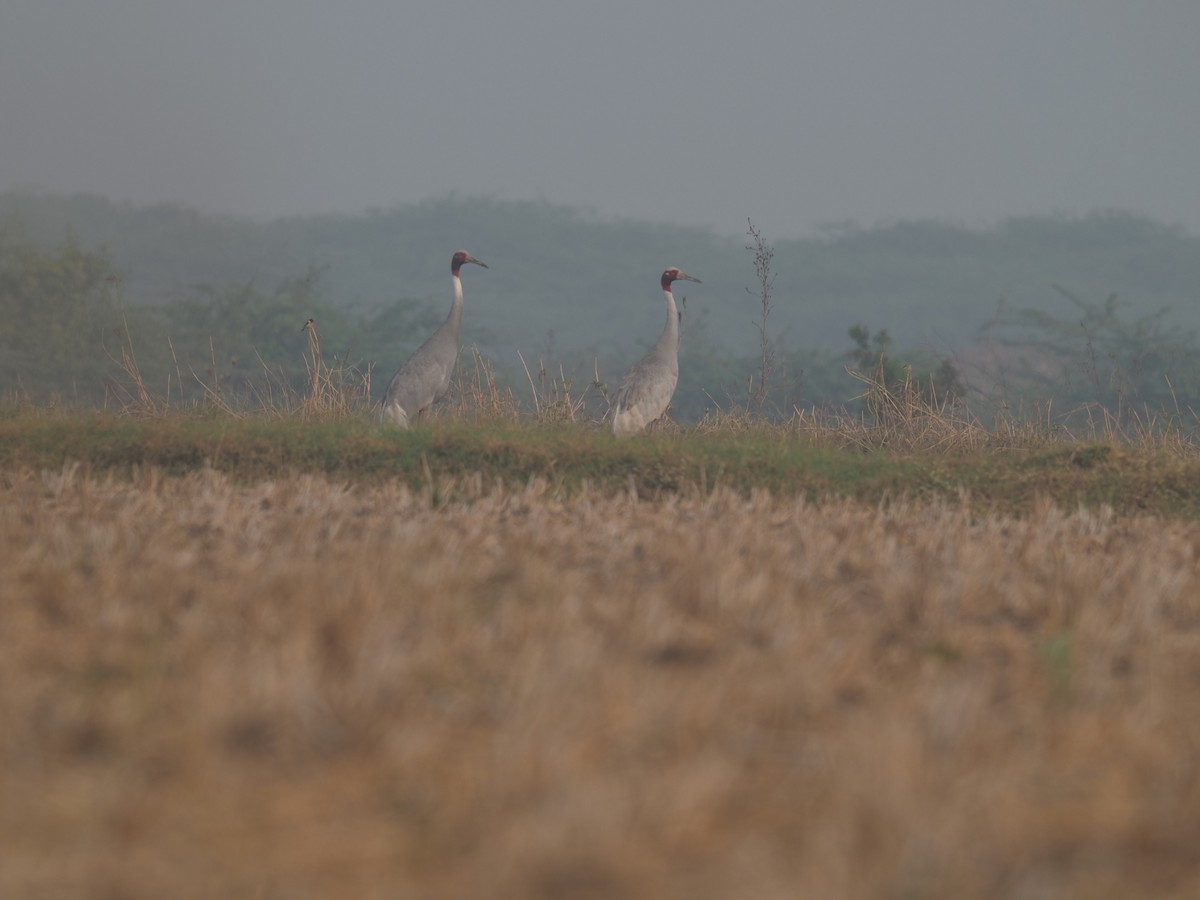 sarustrane - ML651035795