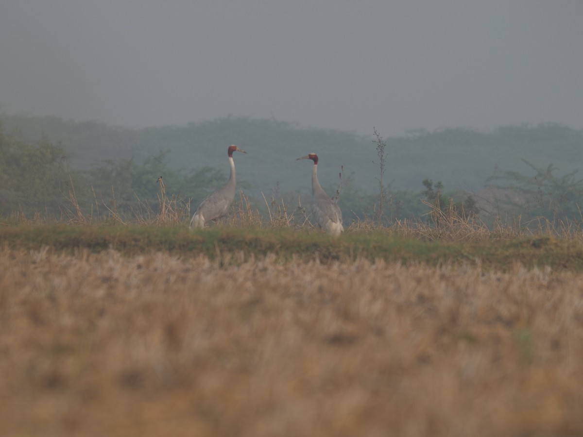 sarustrane - ML651035796