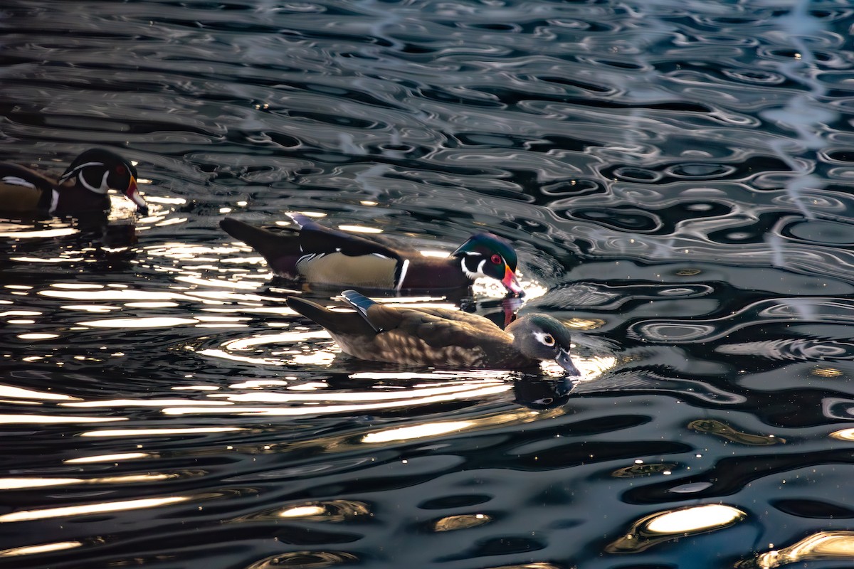 brudeand - ML651035798