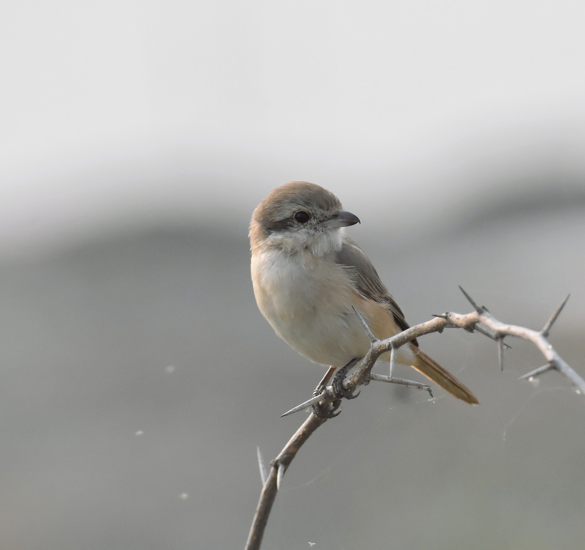 isabellavarsler - ML651035800