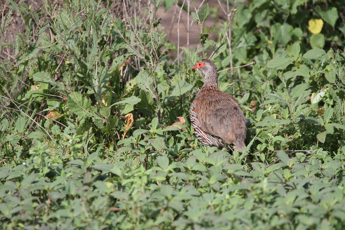 Francolin à poitrine grise - ML651035929