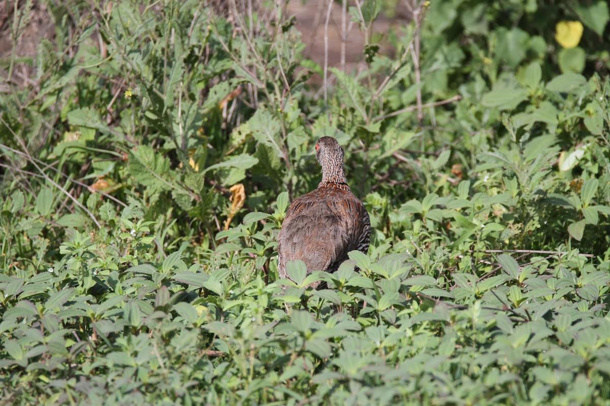 Francolin à poitrine grise - ML651035932
