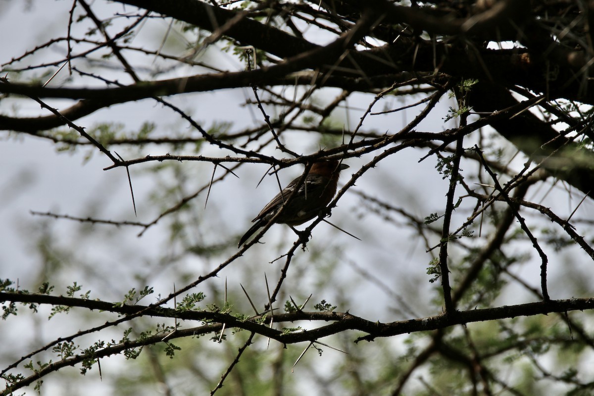 Mésange à gorge rousse - ML651036083