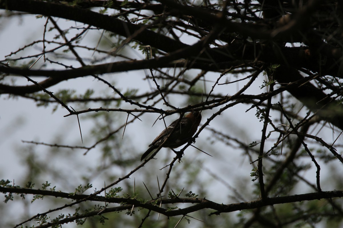 Mésange à gorge rousse - ML651036084