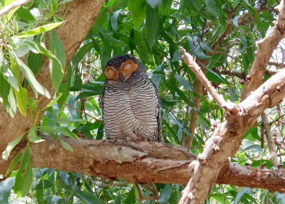 Spotted Wood-Owl - ML651036104