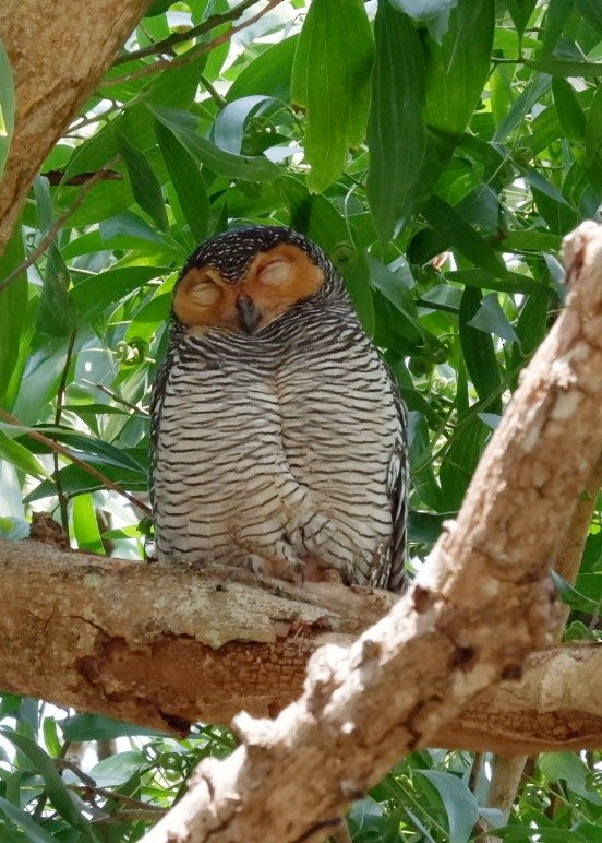 Spotted Wood-Owl - ML651036105