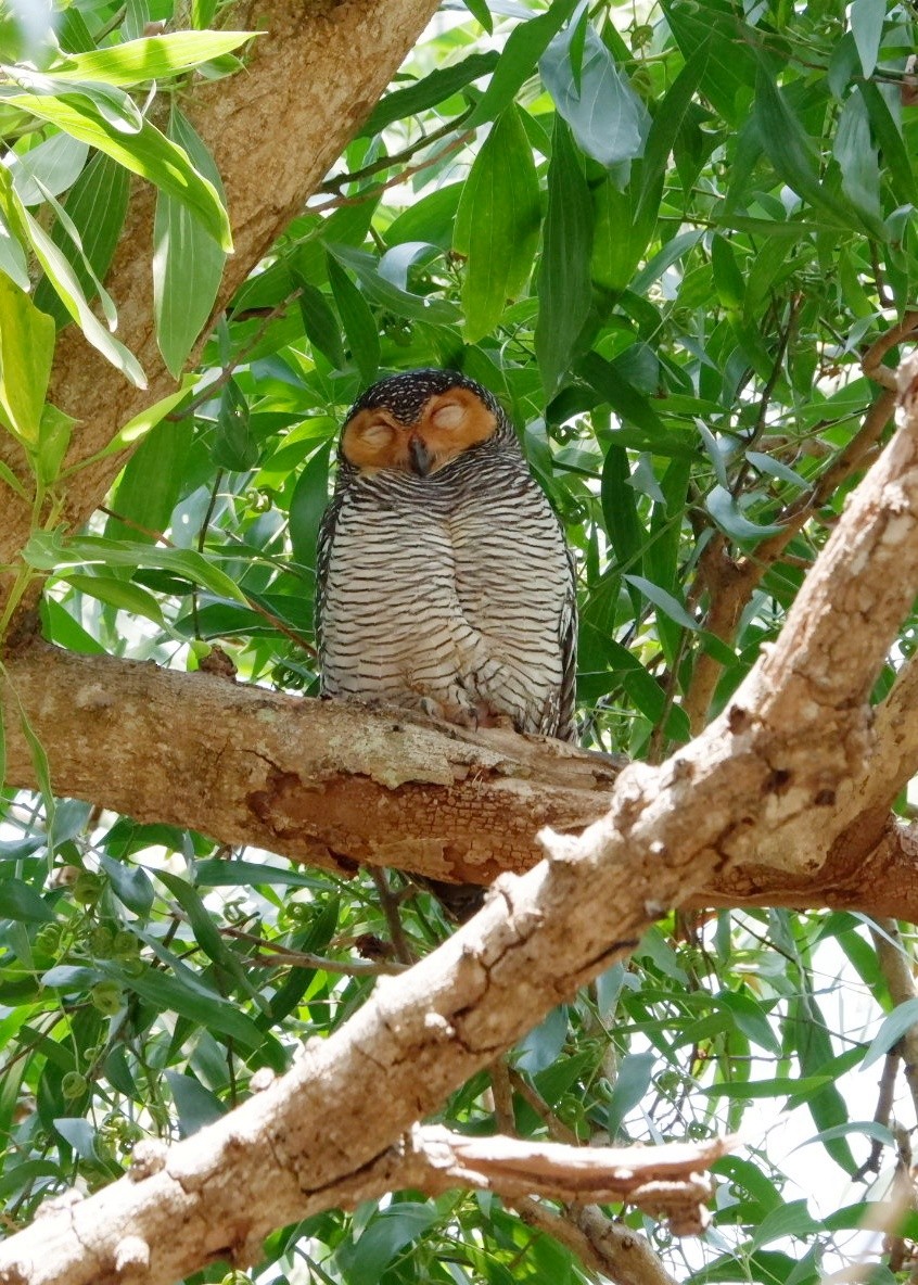 Spotted Wood-Owl - ML651036106
