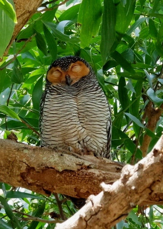 Spotted Wood-Owl - ML651036107