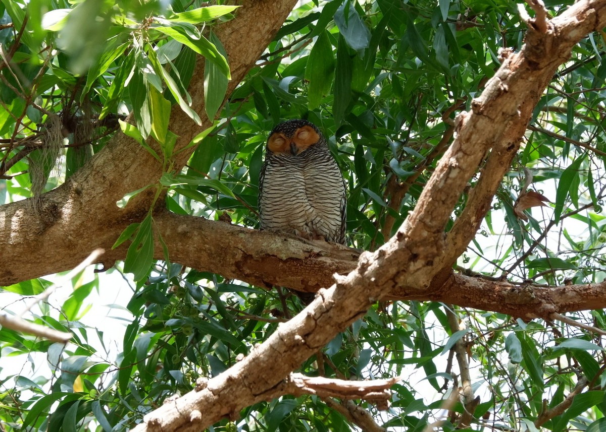 Spotted Wood-Owl - ML651036108