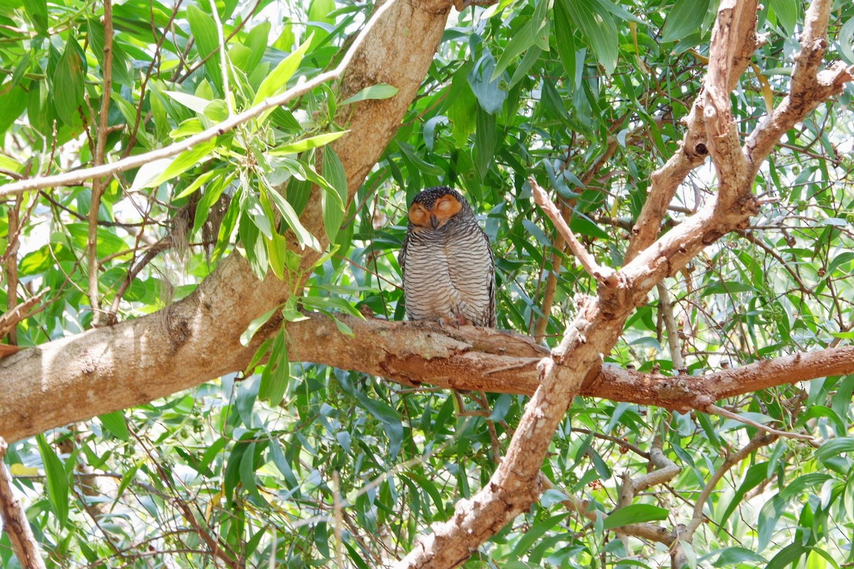 Spotted Wood-Owl - ML651036109