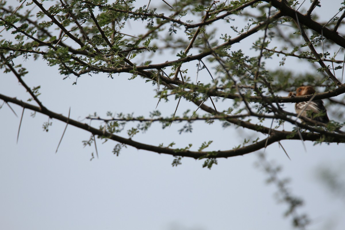 Mésange à gorge rousse - ML651036115